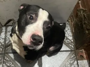 Cachorro raça Pit-Bull idade 4 anos nome Sirius