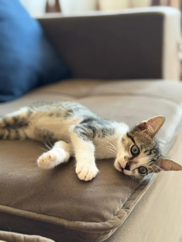 Gato raça SRD-ViraLata idade 2 a 6 meses nome Sem nome