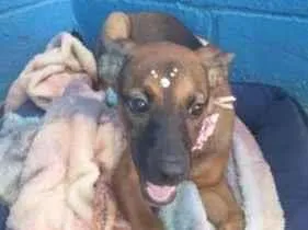 Cachorro raça SRD-ViraLata idade 2 a 6 meses nome Cacau