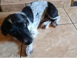 Cachorro raça SRD-ViraLata idade 7 a 11 meses nome princesa 