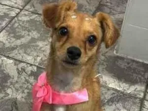 Cachorro raça SRD-ViraLata idade 1 ano nome Luna