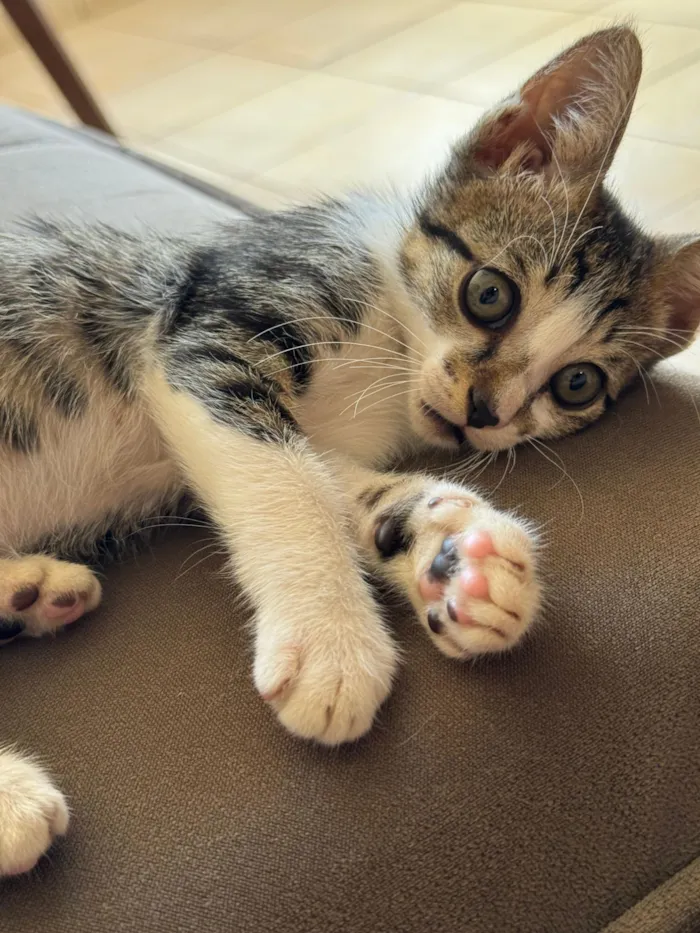 Gato raça SRD-ViraLata idade 2 a 6 meses nome Sem nome