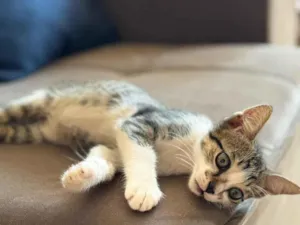 Gato raça SRD-ViraLata idade 2 a 6 meses nome Sem nome