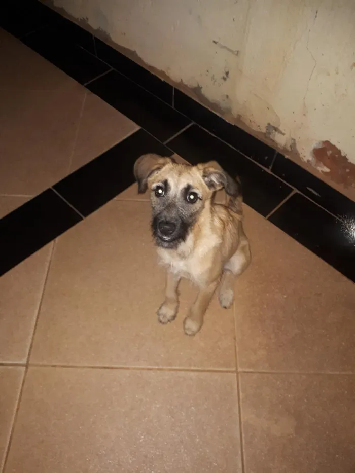 Cachorro raça SRD-ViraLata idade 7 a 11 meses nome Milly
