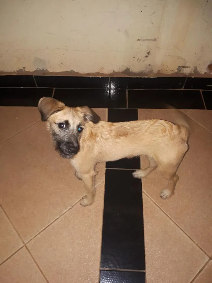 Cachorro raça SRD-ViraLata idade 7 a 11 meses nome Milly