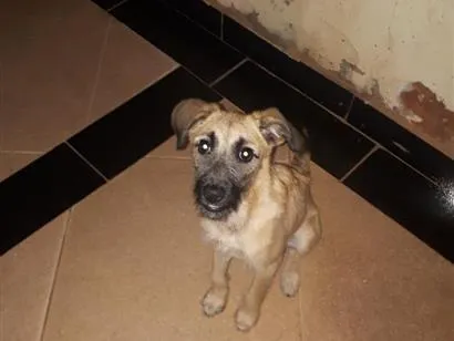 Cachorro raça SRD-ViraLata idade 7 a 11 meses nome Milly