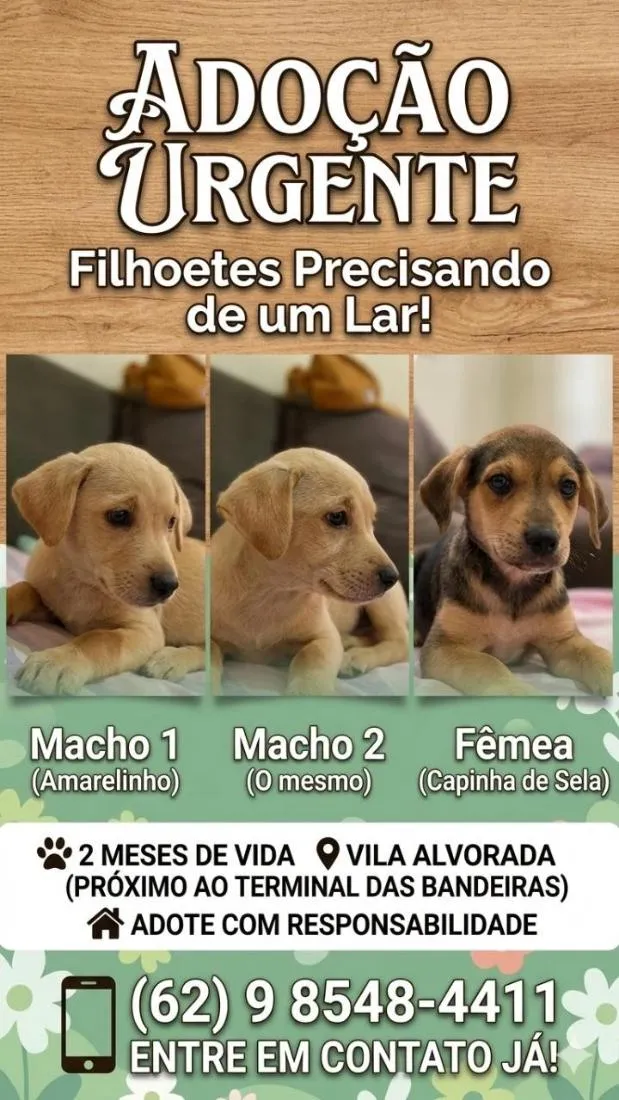 Cachorro raça SRD-ViraLata idade 2 a 6 meses nome sem nome 