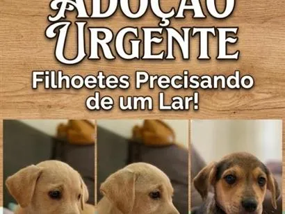 Cachorro raça SRD-ViraLata idade 2 a 6 meses nome sem nome 