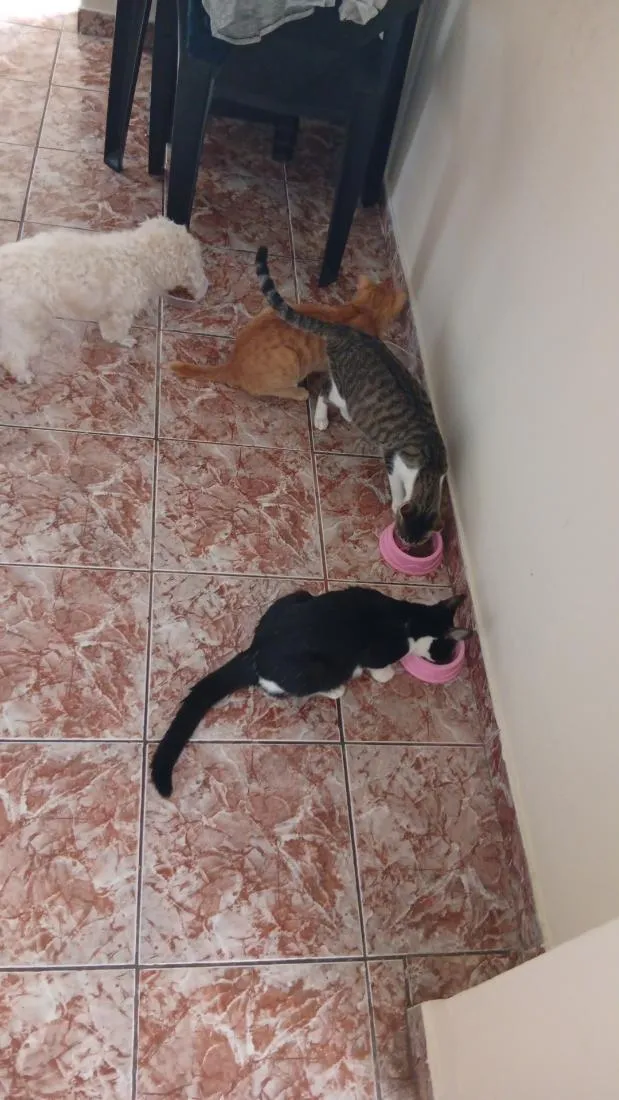 Gato raça SRD-ViraLata idade 1 ano nome Belinha, Tukin, Dona 