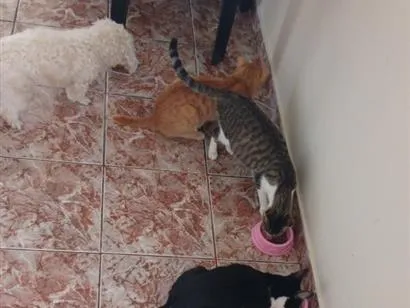 Gato raça SRD-ViraLata idade 1 ano nome Belinha, Tukin, Dona 