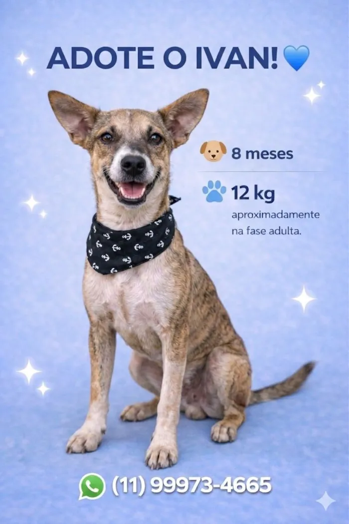 Cachorro raça SRD-ViraLata idade 7 a 11 meses nome Ivan