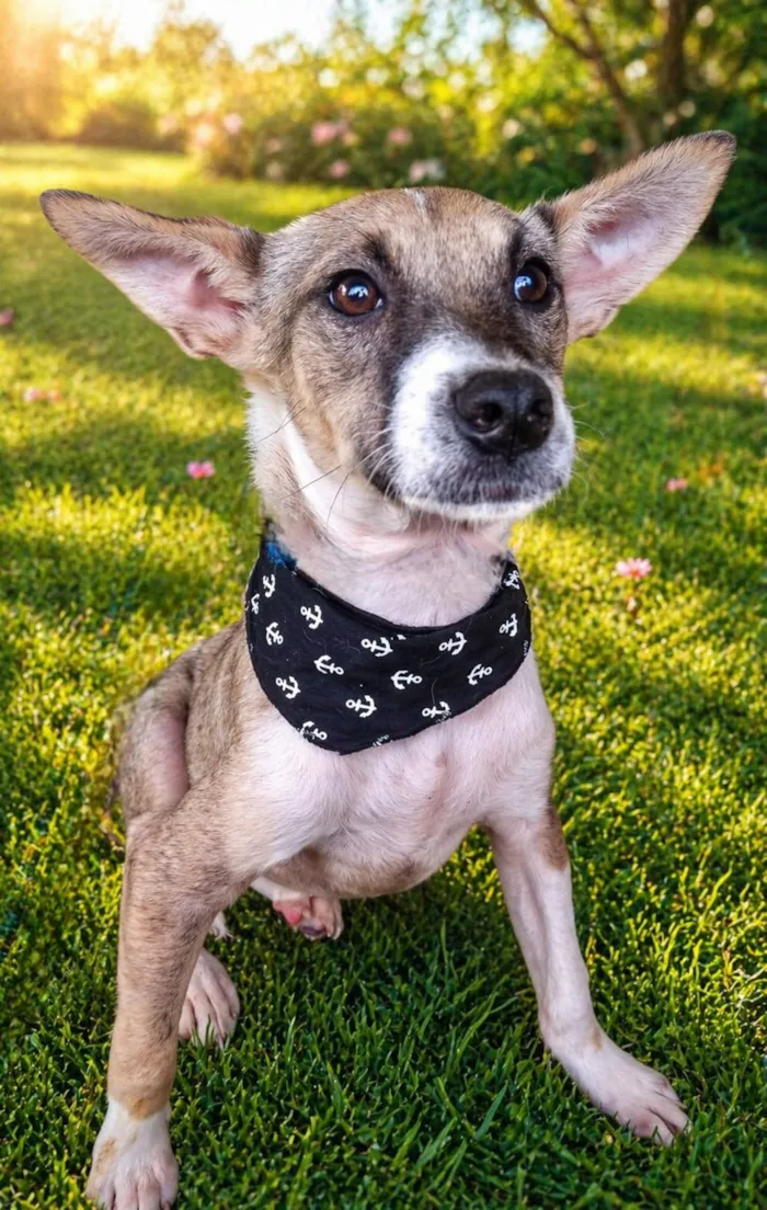 Cachorro raça SRD-ViraLata idade 7 a 11 meses nome Ivan