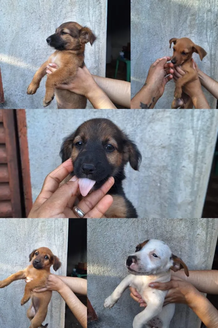 Cachorro raça SRD-ViraLata idade 2 a 6 meses nome São 5 cachorrinhas