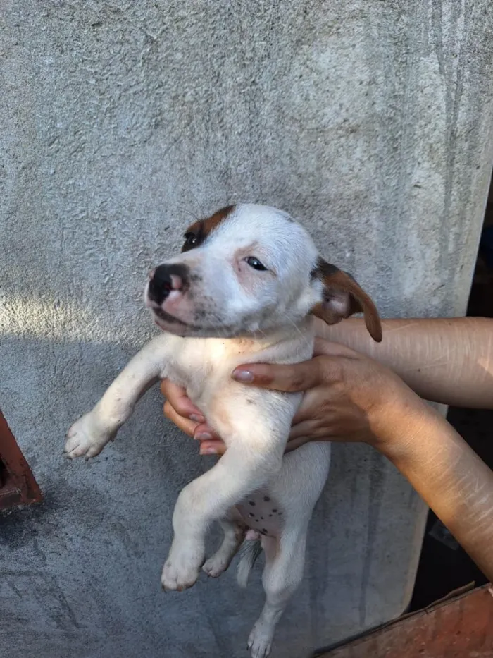 Cachorro raça SRD-ViraLata idade 2 a 6 meses nome São 5 cachorrinhas