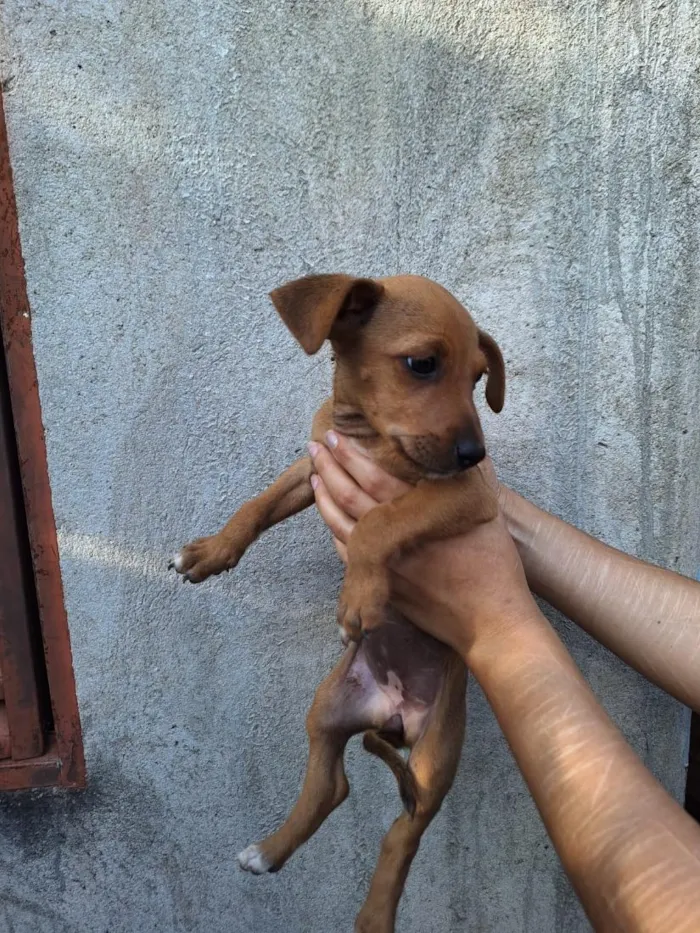 Cachorro raça SRD-ViraLata idade 2 a 6 meses nome São 5 cachorrinhas