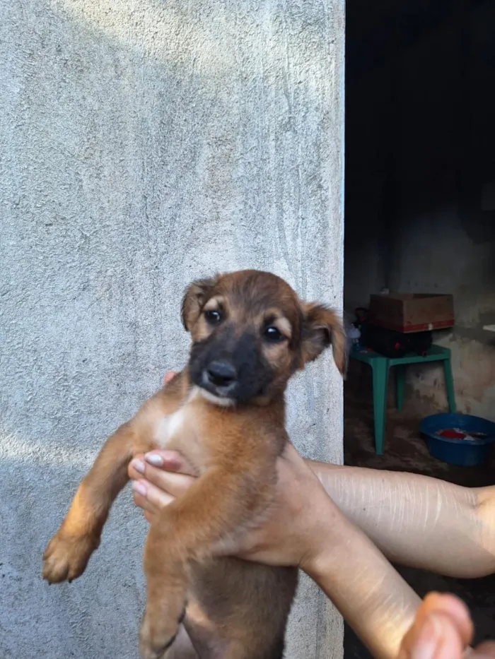 Cachorro raça SRD-ViraLata idade 2 a 6 meses nome São 5 cachorrinhas