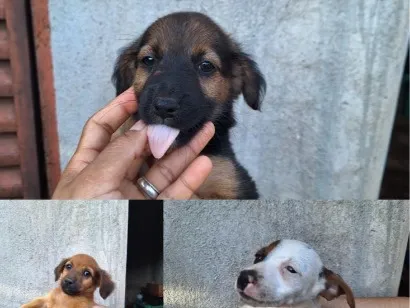 Cachorro raça SRD-ViraLata idade 2 a 6 meses nome São 5 cachorrinhas