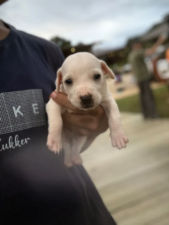 Cachorro raça SRD-ViraLata idade Abaixo de 2 meses nome  Sem nomes ainda