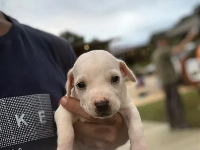 Cachorro raça SRD-ViraLata idade Abaixo de 2 meses nome  Sem nomes ainda
