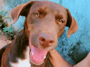 Cachorro raça SRD-ViraLata idade 7 a 11 meses nome morena