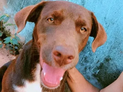Cachorro raça SRD-ViraLata idade 7 a 11 meses nome morena