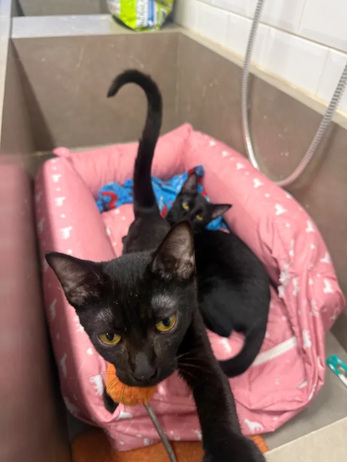 Gato raça SRD-ViraLata idade 7 a 11 meses nome Cacau e Café 