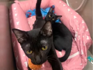 Gato raça SRD-ViraLata idade 7 a 11 meses nome Cacau e Café 