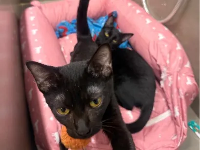 Gato raça SRD-ViraLata idade 7 a 11 meses nome Cacau e Café 