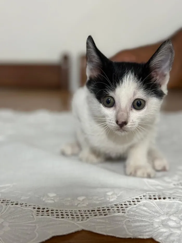 Gato raça SRD-ViraLata idade 2 a 6 meses nome Doudou bb2meses Linda 