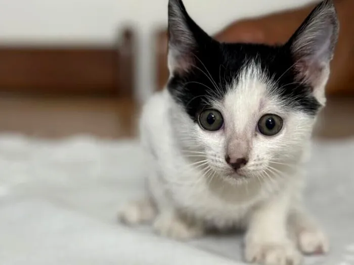 Gato raça SRD-ViraLata idade 2 a 6 meses nome Doudou bb2meses Linda 