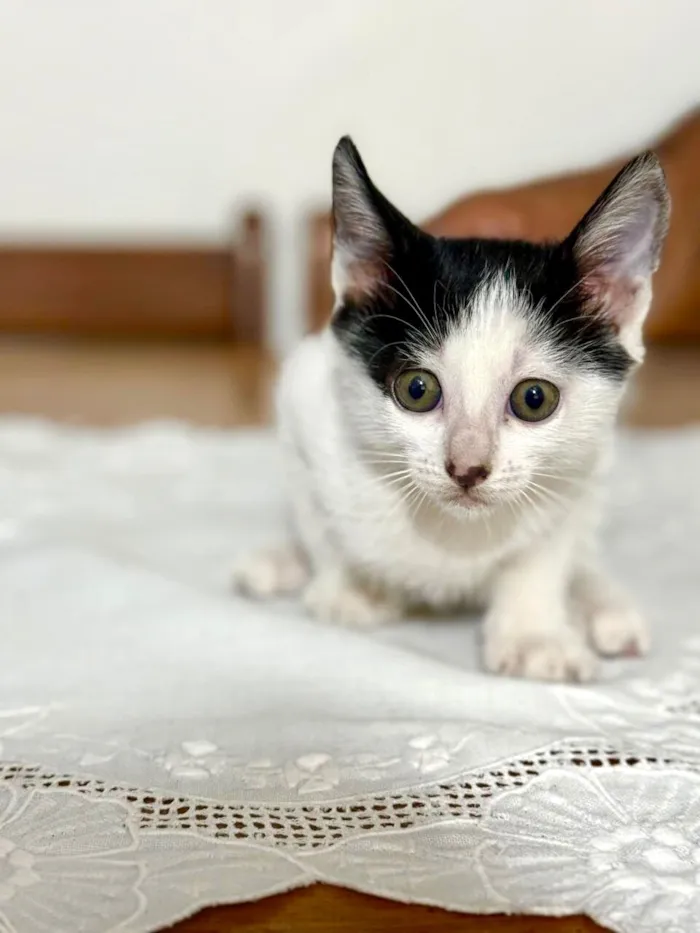 Gato raça SRD-ViraLata idade 2 a 6 meses nome Doudou bb2meses Linda 