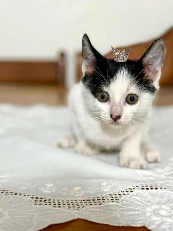 Gato raça SRD-ViraLata idade 2 a 6 meses nome Doudou bb2meses Linda 
