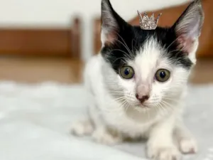 Gato raça SRD-ViraLata idade 2 a 6 meses nome Doudou bb2meses Linda 