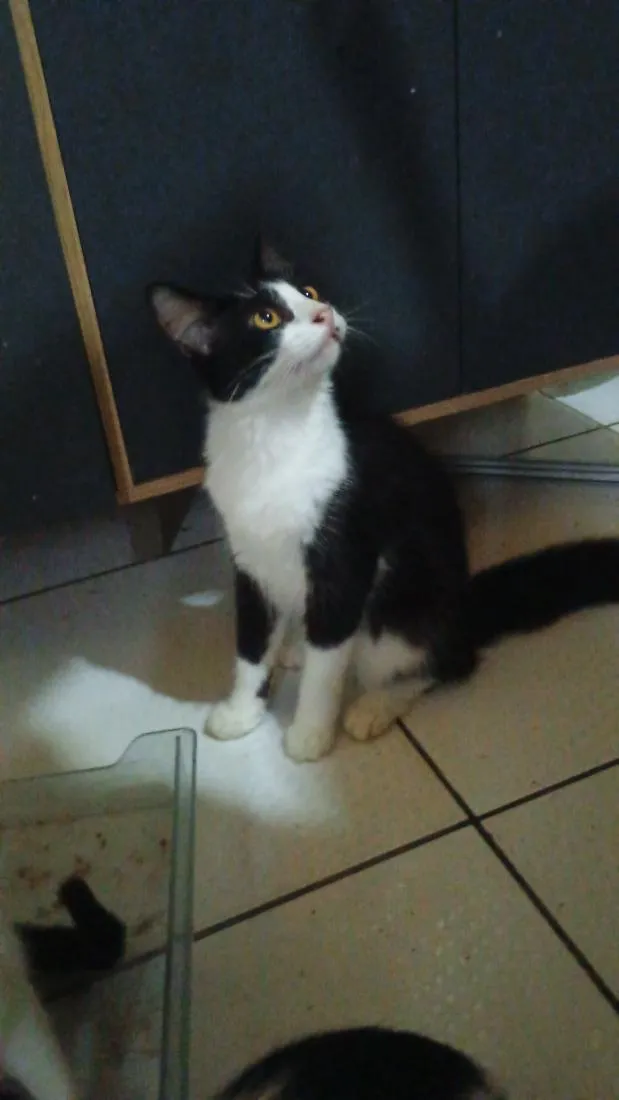 Gato raça SRD-ViraLata idade 1 ano nome raposo