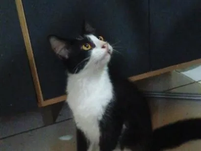 Gato raça SRD-ViraLata idade 1 ano nome raposo