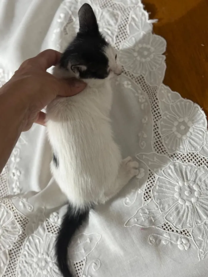 Gato raça SRD-ViraLata idade 2 a 6 meses nome Doudou bb2meses Linda 