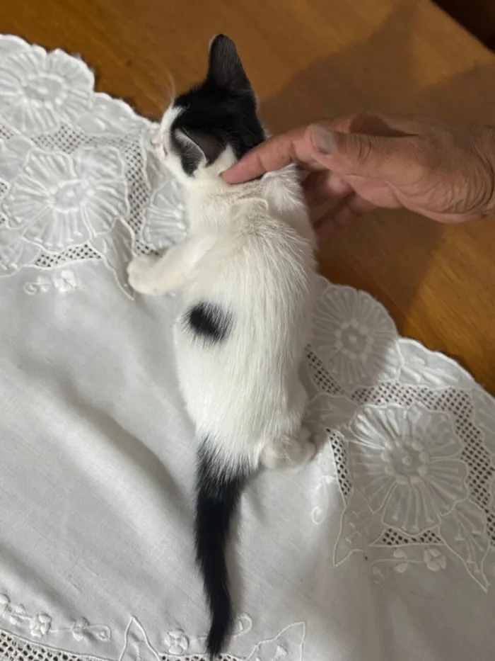 Gato raça SRD-ViraLata idade 2 a 6 meses nome Doudou bb2meses Linda 