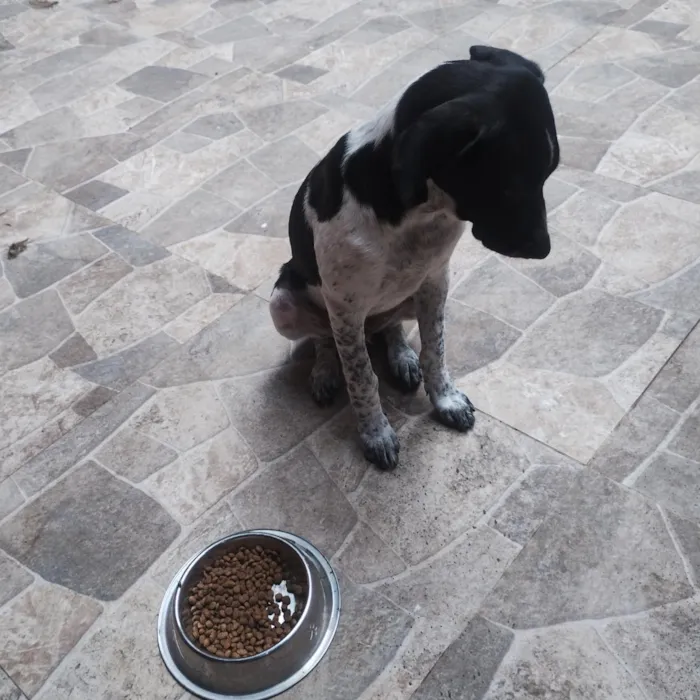 Cachorro raça SRD-ViraLata idade 7 a 11 meses nome Pipoca