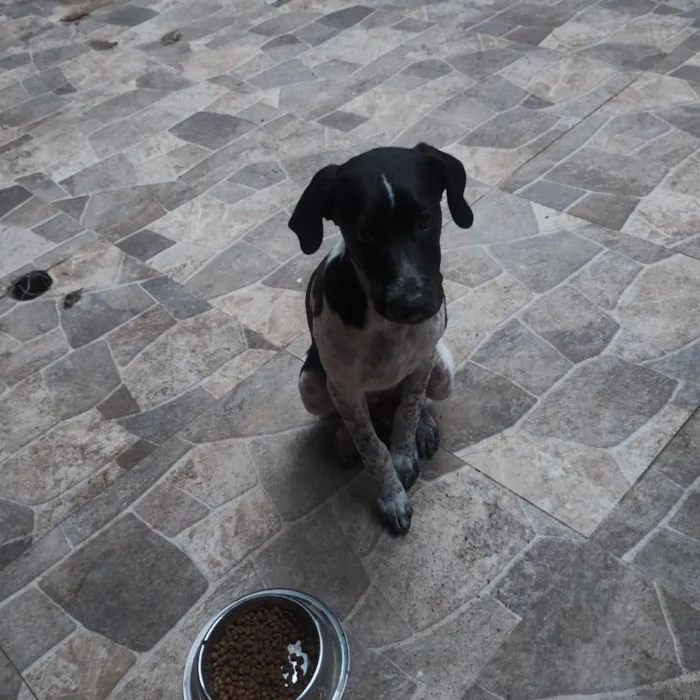 Cachorro raça SRD-ViraLata idade 7 a 11 meses nome Pipoca