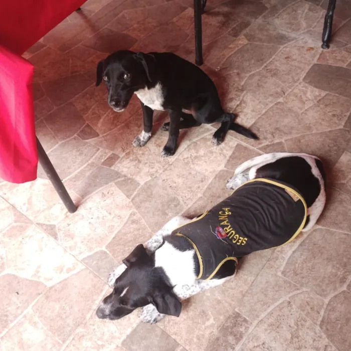 Cachorro raça SRD-ViraLata idade 7 a 11 meses nome Pipoca