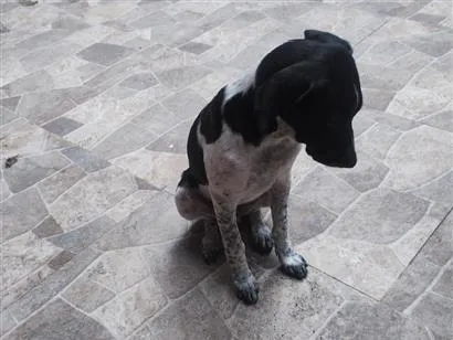 Cachorro raça SRD-ViraLata idade 7 a 11 meses nome Pipoca