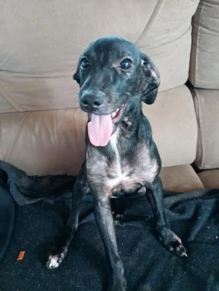 Cachorro raça SRD-ViraLata idade 2 a 6 meses nome July