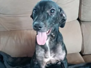 Cachorro raça SRD-ViraLata idade 2 a 6 meses nome July