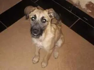 Cachorro raça SRD-ViraLata idade 7 a 11 meses nome Milly