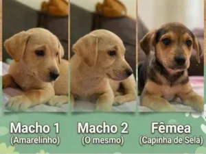 Cachorro raça SRD-ViraLata idade 2 a 6 meses nome sem nome 