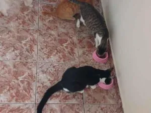 Gato raça SRD-ViraLata idade 1 ano nome Belinha, Tukin, Dona 