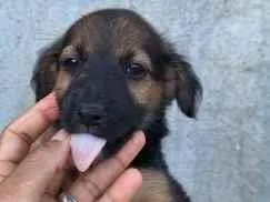 Cachorro raça SRD-ViraLata idade 2 a 6 meses nome São 5 cachorrinhas