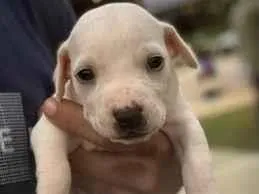 Cachorro raça SRD-ViraLata idade Abaixo de 2 meses nome  Sem nomes ainda