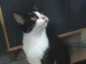 Gato raça SRD-ViraLata idade 1 ano nome raposo