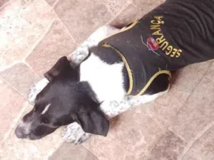 Cachorro raça SRD-ViraLata idade 7 a 11 meses nome Pipoca